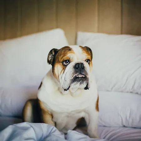 Hotel Icon Duplo Ribeira