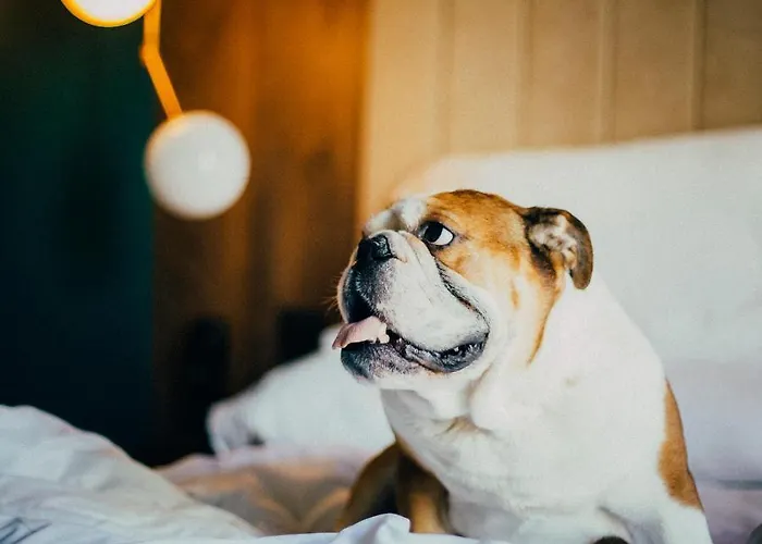 Icon Duplo Ribeira 4*