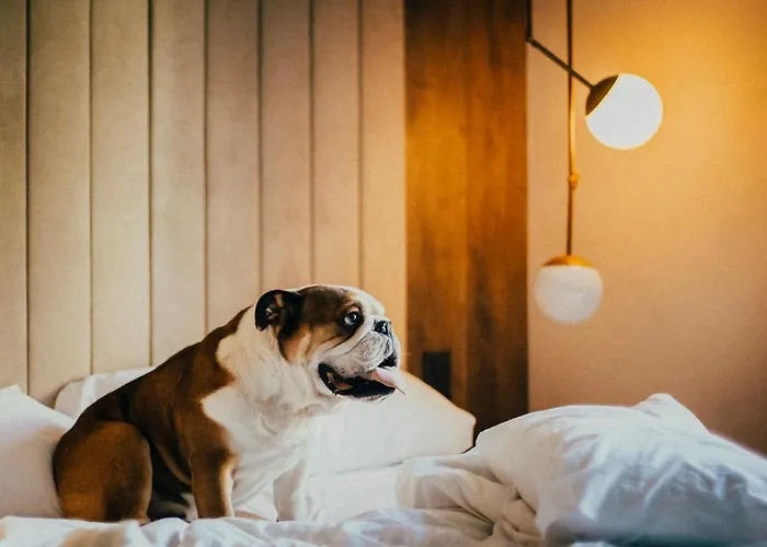 Otel Icon Duplo Ribeira 4*