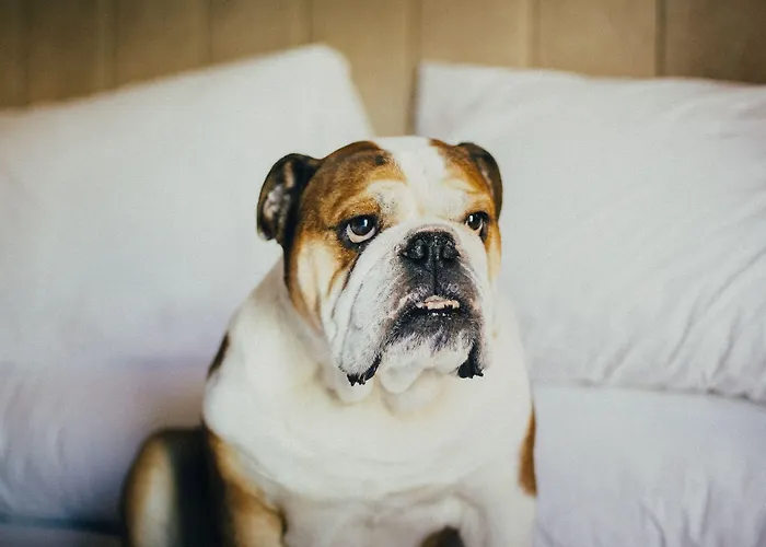 מלון Icon Duplo Ribeira